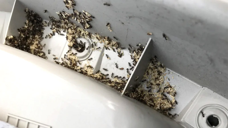 How To Get Rid Of Ants In Car