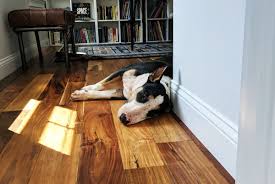 How To Get Skunk Smell Out Of House